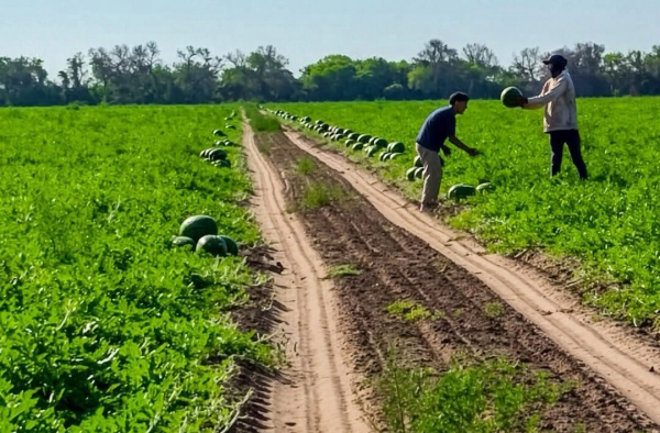 Productores del centro oeste comercializar�n 140 toneladas de sand�as en los principales centros de consumo del pa�s