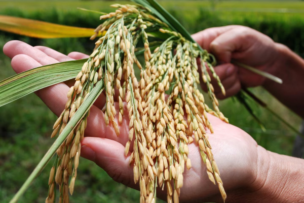 El arroz de Formosa aumentó su peso en la producción nacional: inversión privada y acompañamiento provincial fueron cruciales