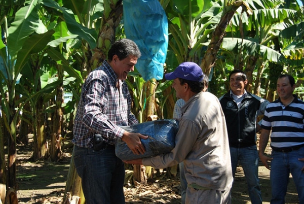 Comenz aporte de fertilizantes para los pequeos productores bananeros.