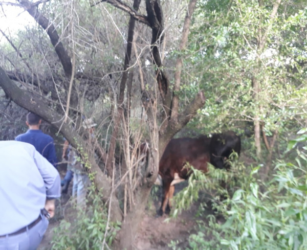 Riacho He Hé: la Policía retuvo  a dos menores y recuperó un animal vacuno