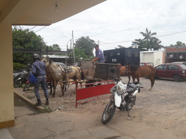 Secuestran caballos que ponían en riesgo la seguridad del tránsito en esta ciudad