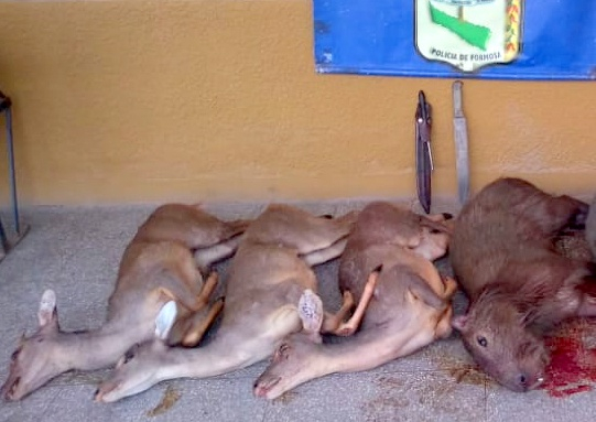 La Polic�a secuestr�  arma blanca, animales silvestres sacrificados y demor� a  tres cazadores furtivos