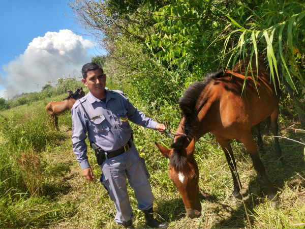 La Polic�a recuper� dos equinos sustra�dos.