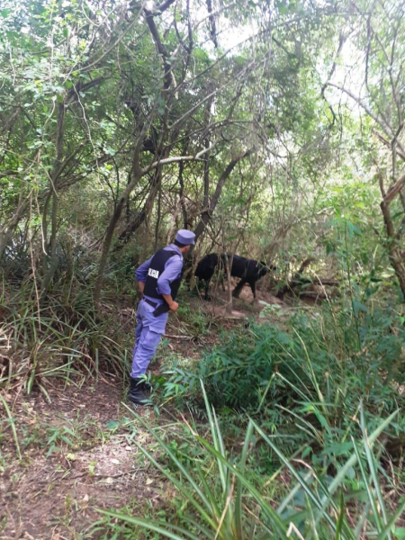 Ibarreta: en pocas horas la Polic�a recuper� dos animales vacunos sustra�dos