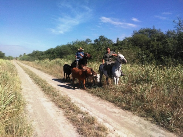 General Belgrano:  La seccin UEAR Portn Negro recuper  siete animales vacunos que fueron sustrados