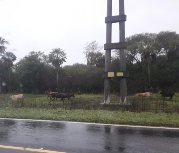 Interior: Buena Vista: Retiran animales vacunos que ponan en riesgo la seguridad del trnsito sobre la ruta Nacional N 86