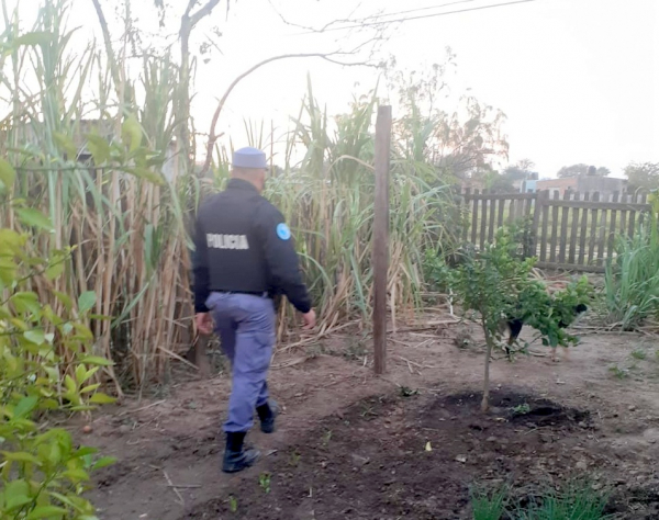 Misin Tacaagl:la Polica secuestr plantines y semillas de marihuana en un allanamiento