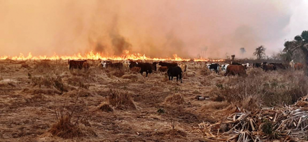 Personal del Cuerpo de Bomberos intervino  en un incendio forestal en Gran Guardia