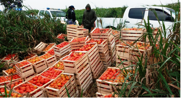 La polica secuestr 134 cajones de tomates en 