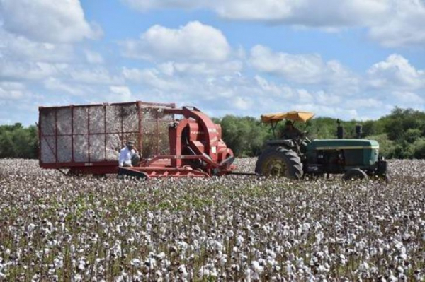 Asistencia y acompaamiento al sector de productores algodoneros formoseos