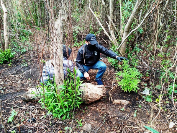 En diferentes intervenciones la Polica secuestro un total de 36 plantines de marihuana en Piran y Laguna Blanca