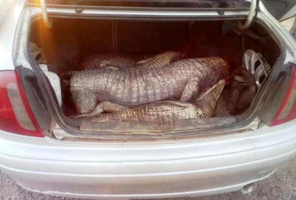 La Polica contina con frrea lucha contra la caza y pesca furtiva.