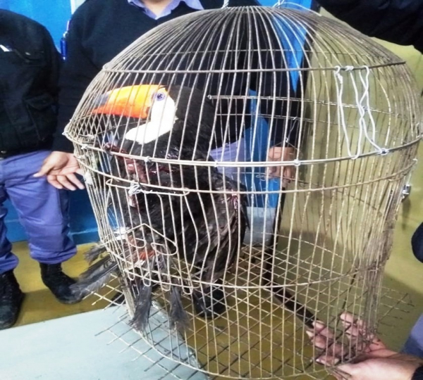 La Polica detuvo a cazadores furtivos, secuestr  elementos para la caza y rescat animales silvestres