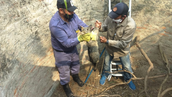 Ambos se encontraban deshidratados: La Polica rescat dos zorros de monte que estaban  atrapados en un pozo y los devolvieron a su hbitat