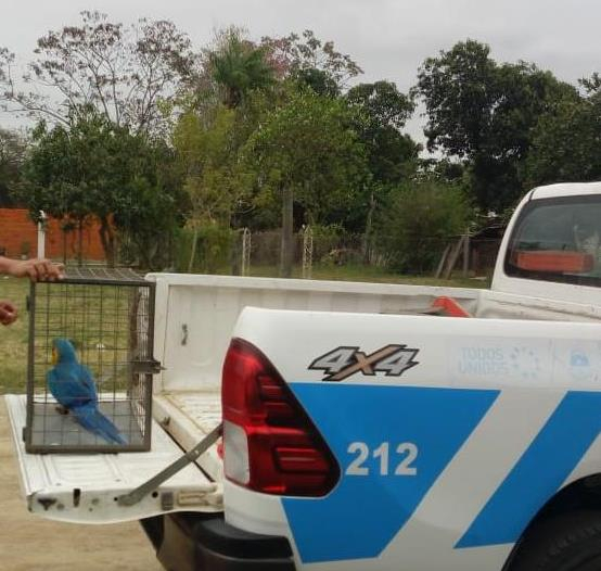 Interior: Laguna Blanca Guacamayo devuelto a su habitad natural por la Polica.