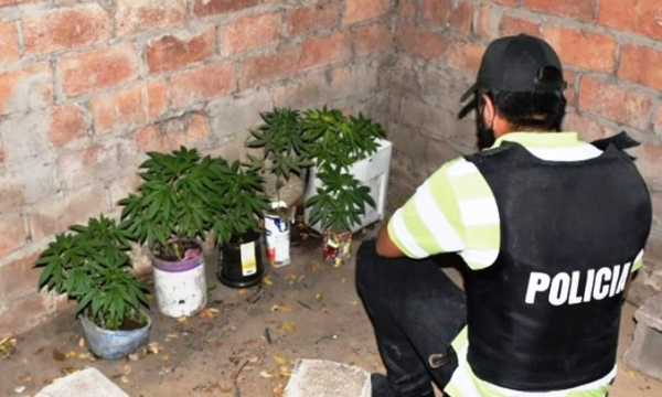 Policas buscaban una moto robada y encontraron 17 plantas de marihuana