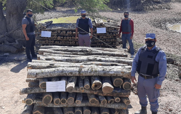 Lote 8: La Polica secuestr ms de 400 postes y varillas de Palo Santo