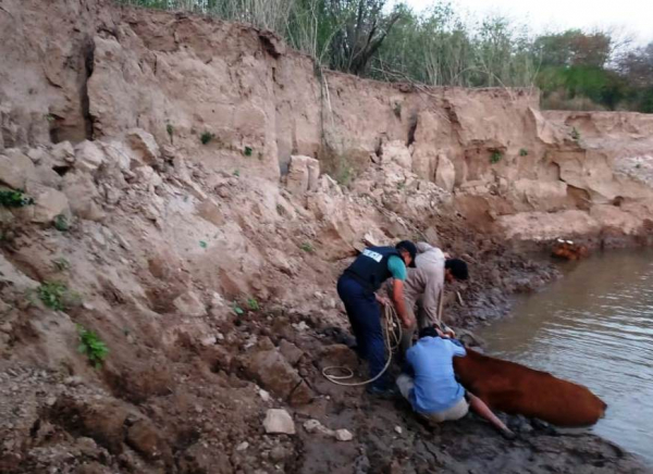 AIBAL SILENCIO La Polica retir tres vacunos de la vera del Ro Bermejo