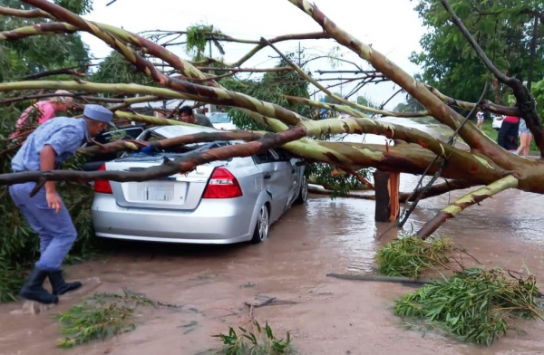 INTERIOR Pirané: un árbol cayó sobre un auto y sus dos ocupantes terminaron heridas