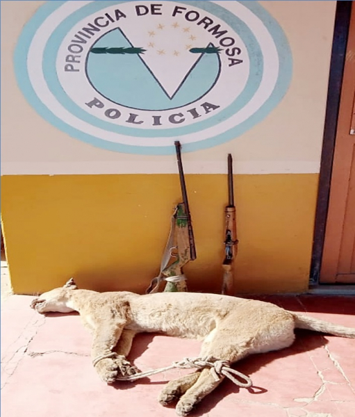 Secuestran varias armas de fuego y animales silvestres; seis sujetos fueron demorados