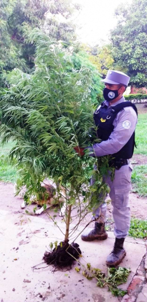 Villafae: secuestran planta de marihuana a la vera del Riacho Negro