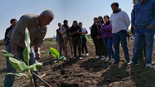 El CEDEVA dict capacitaciones a productores en el inicio del ciclo de plantaciones de banana