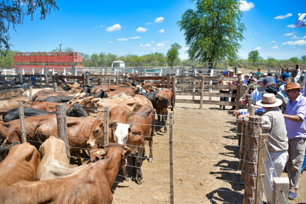 El Vicegobernador acompa la realizacin de la 2 Feria Ganadera Paippera