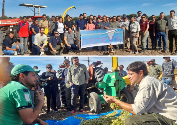 CEDEVA promueve el uso del pasto elefante como alternativa forrajera estratégica para pequeños productores
