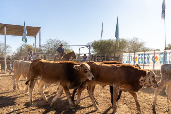 En Las Lomitas se realizar el remate de invernada de las asociaciones paipperas del centro oeste
