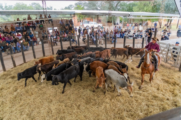 Productores paipperos del centro oeste comercializaron ms de mil cabezas de ganado