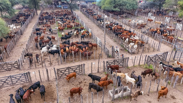 Tras remate ganadero, destacan apoyo del Gobierno provincial a pequeos productores