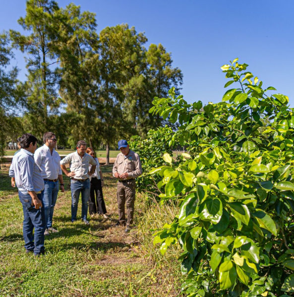 Formosa recuper� su estatus como �rea libre de HLB en c�tricos