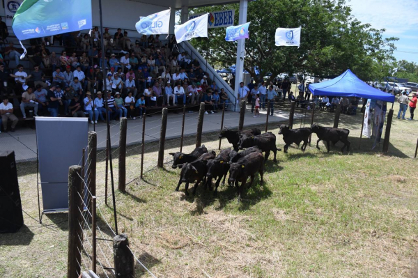 Feria ganadera en Laguna Blanca impulsa la producción paippera y consolida el modelo productivo provincial