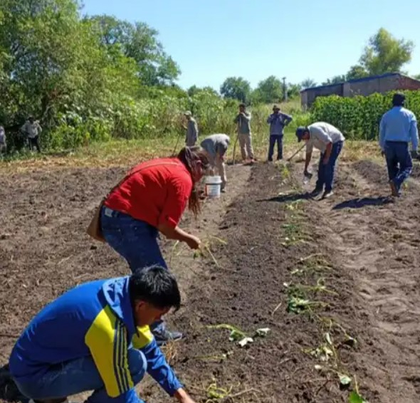 El CEDEVA brinda asistencia t�cnica para fortalecer el cultivo de batata en comunidades originarias