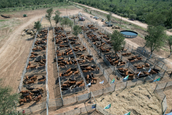 Exitoso remate de invernada en El Quemado Nuevo