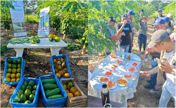 Productores de Buena Vista se perfeccionaron en el manejo sanitario del mam�n junto al CEDEVA