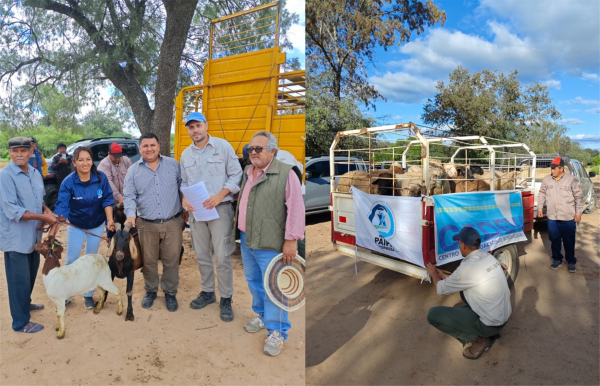 Impulso a la econom�a familiar de las comunidades originarias: El CEDEVA distribuy� animales y lana  en el oeste formose�o