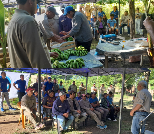 Jornada de capacitaci�n: Cosecha y postcosecha de banano en Colonia La Primavera