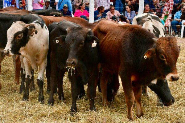 "El Ni�o": MPyA dio recomendaciones a productores para resguardar producciones agr�colas y ganaderas