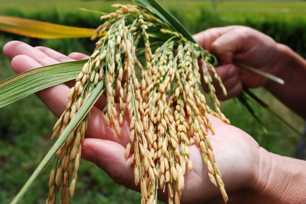 El arroz de Formosa aument� su peso en la producci�n nacional: inversi�n privada y acompa�amiento provincial fueron cruciales