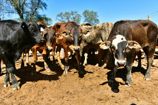 Fortín Soledad vivió una exitosa jornada de la Feria Ganadera Paippera