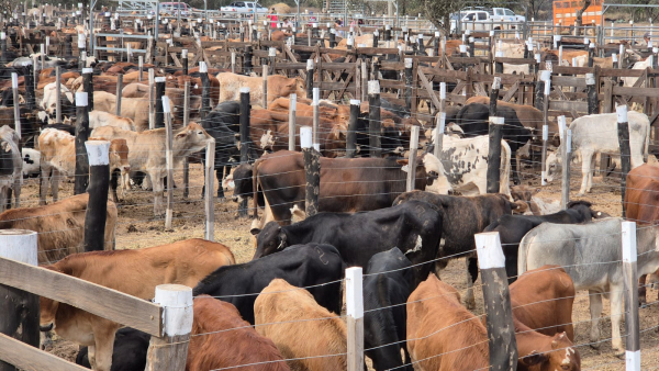 Se desarrolló la cuarta Feria Ganadera Paippera en la localidad de El Chorro