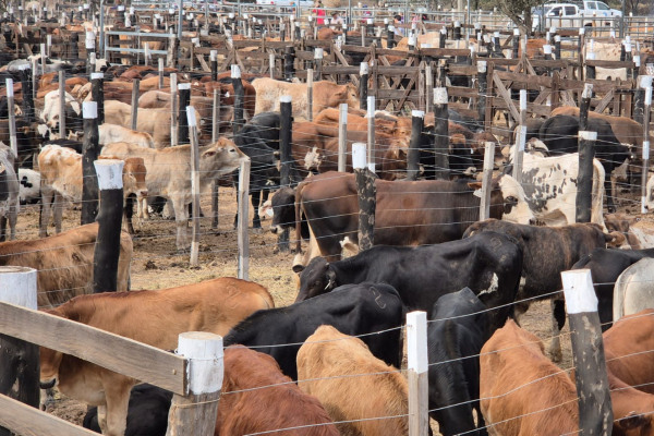 Se desarroll� la cuarta Feria Ganadera Paippera en la localidad de El Chorro