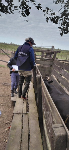 Detuvieron a dos personas por el delito de abigeato calificado