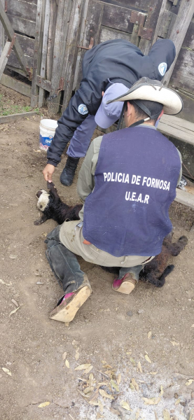 Detuvieron a dos personas por el delito de abigeato calificado